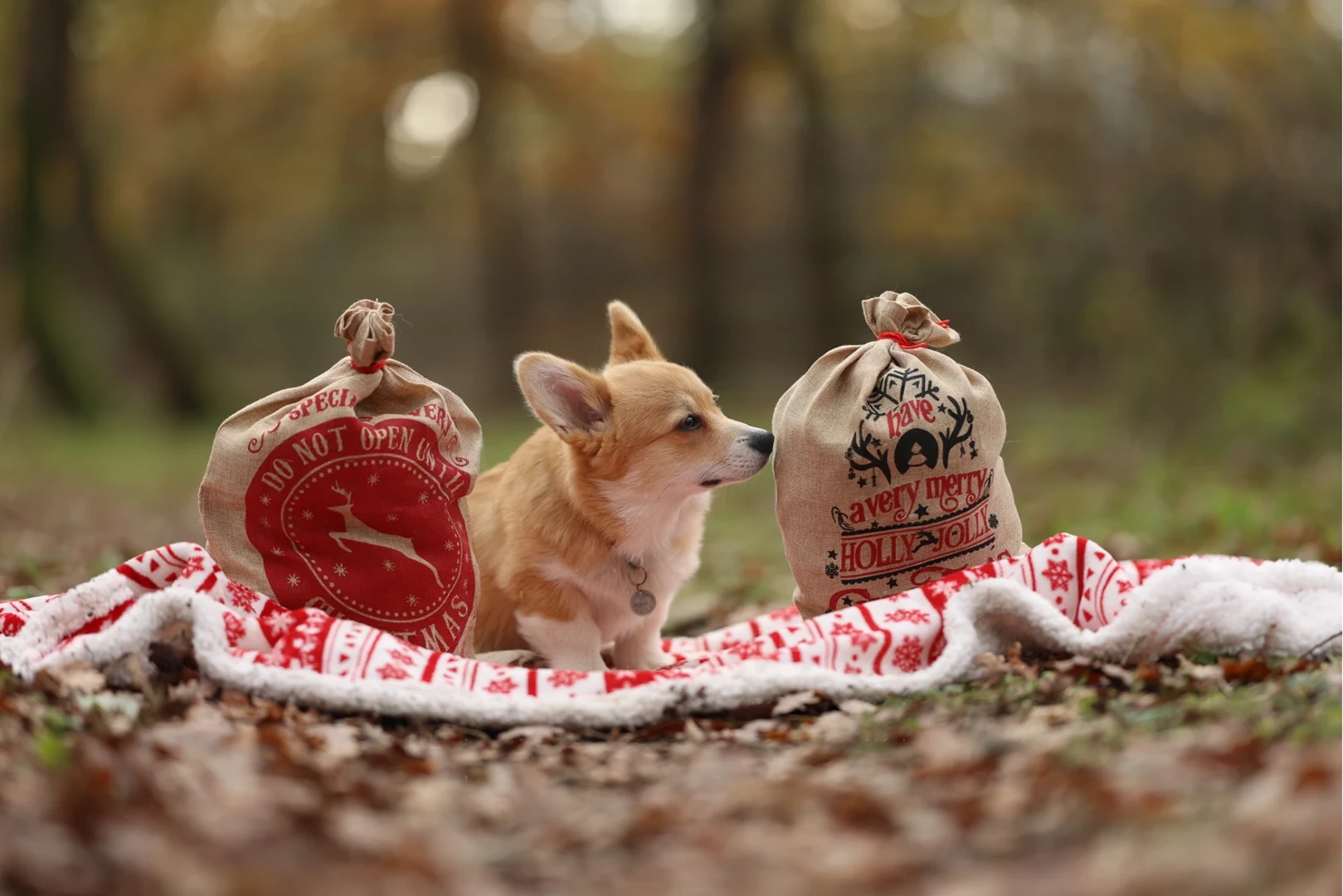 Corgi avec des hottes de Noël